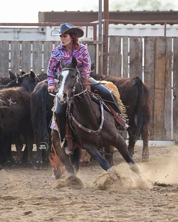 barrel-racing-businesses-in-shelly-mn