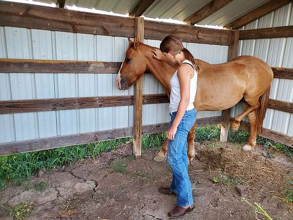 mustang-equine-service-in-abilene-ks