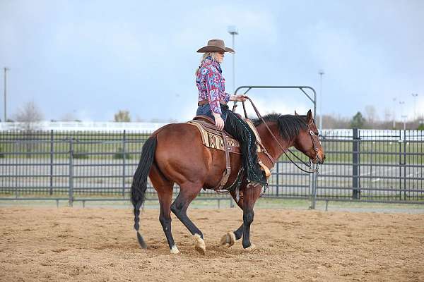 quarter-horse-equine-service-in-fairfield-va