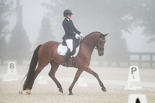 dressage-businesses-in-cordele-ga