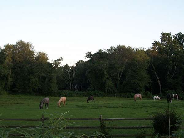 horse-boarding-in-connecticut