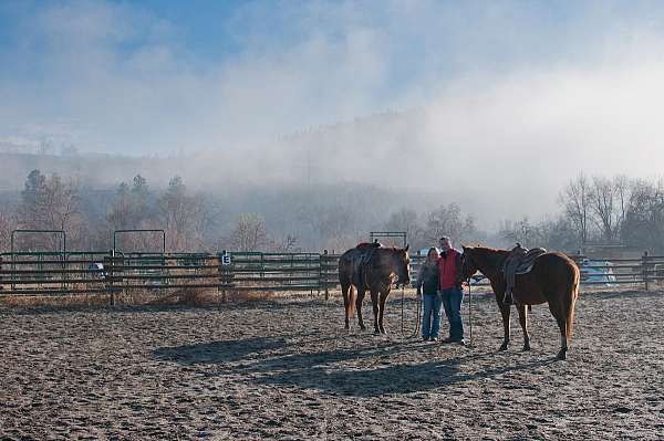 mixed-breed-equine-service-in-oliver-bc