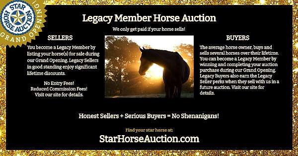 mixed-breed-equine-auctions