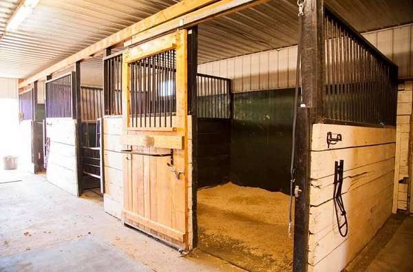 dressage-businesses-in-bowmanville-on