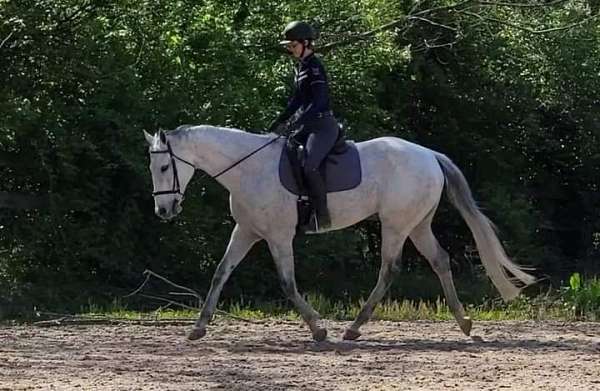 equine-trainers