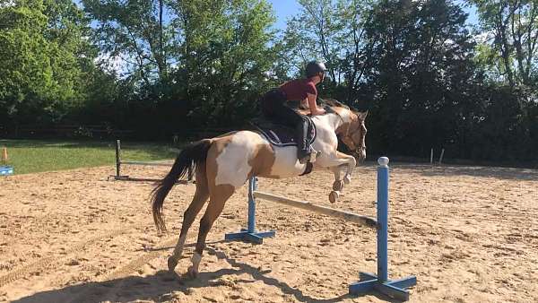 all-around-dressage-horse-equine-service