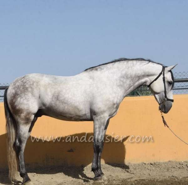 andalusian-horse-equine-service