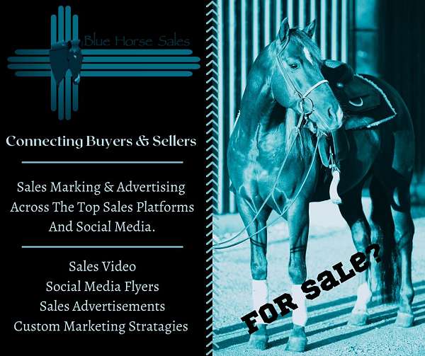 quarter-horse-equine-service-in-new-mexico