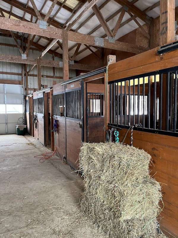 equine-boarding