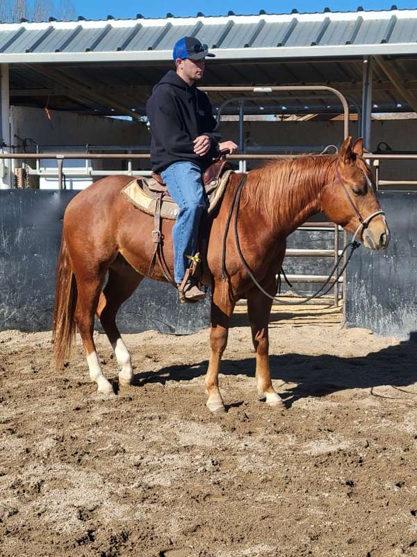 cutting-horse-breeders