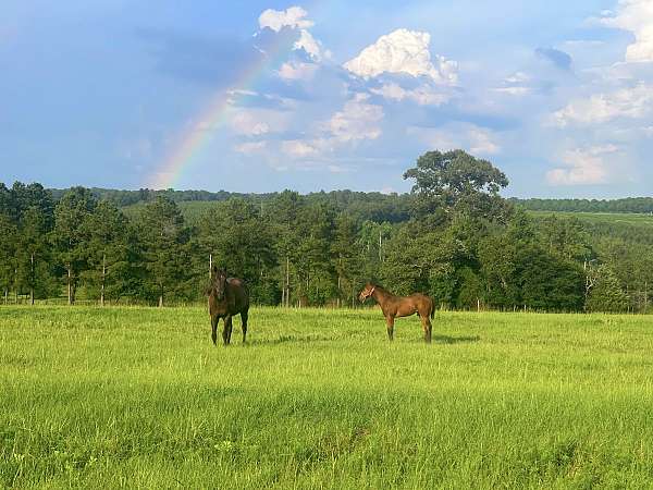 all-around-businesses-in-fort-valley-ga