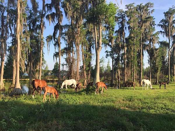 equine-boarding