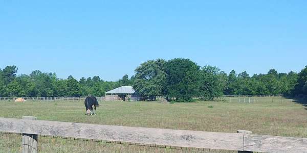 hanoverian-equine-service-in-windsor-sc