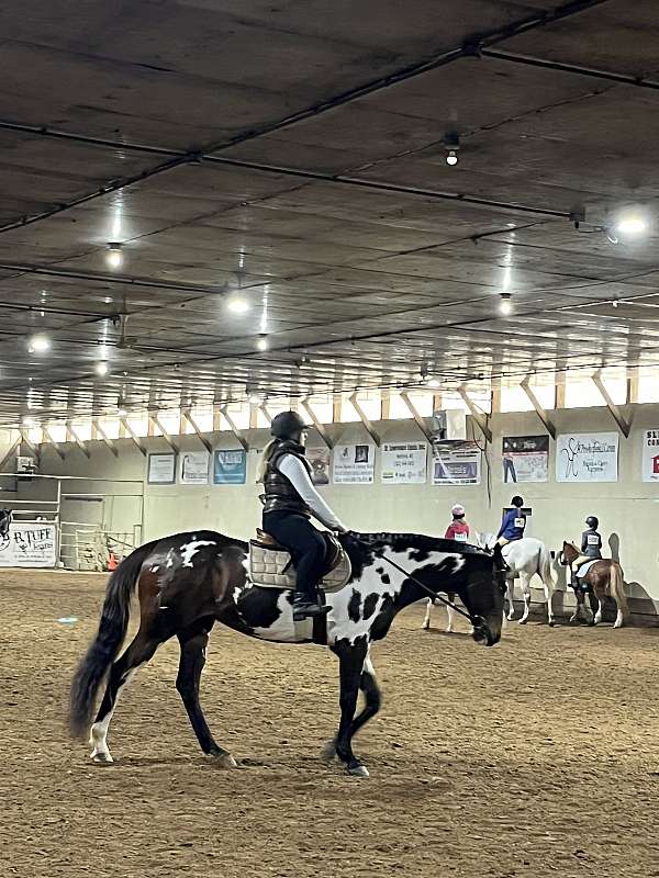 quarter-horse-equine-service-in-sun-prairie-wi