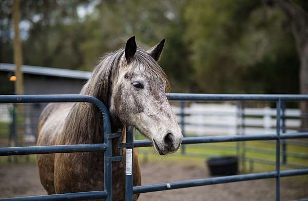 horse-riding-lessons-in-apopka-fl