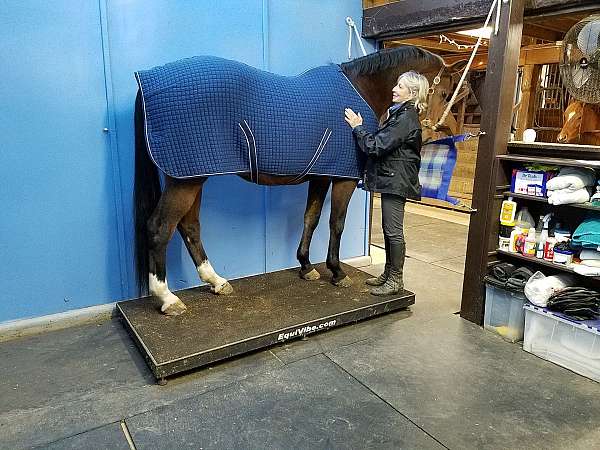 equine-physical-therapy