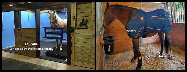horse-equine-service-businesses-in-marshall-va