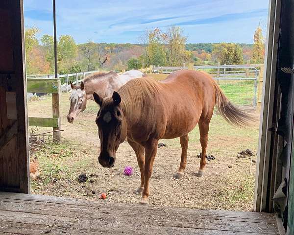 horse-boarding-in-sudbury-ma