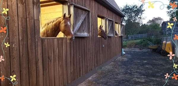 horse-boarding-in-granby-ct