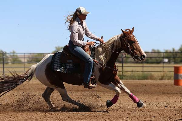 dressage-businesses-in-colorado-springs-co