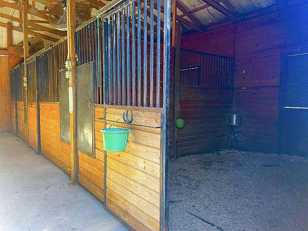 horse-equine-service-businesses-in-taylorsville-ga