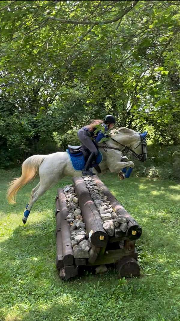 all-around-horse-equine-service