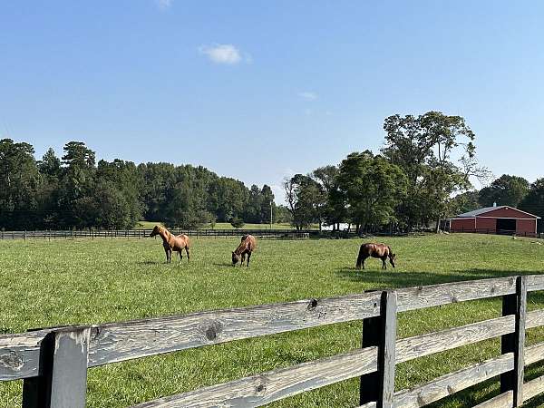 equine-boarding