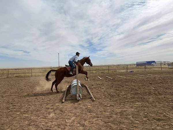 equine-riding-lessons