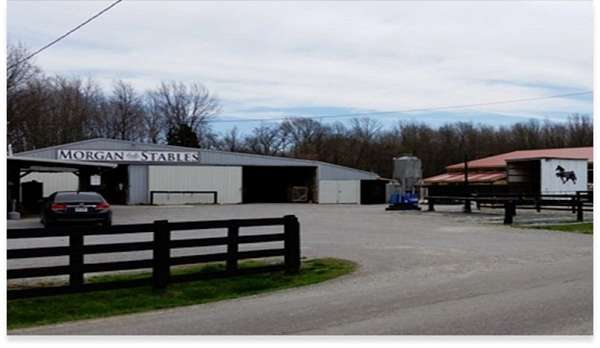 tennessee-walking-horse-equine-service-in-batavia-oh