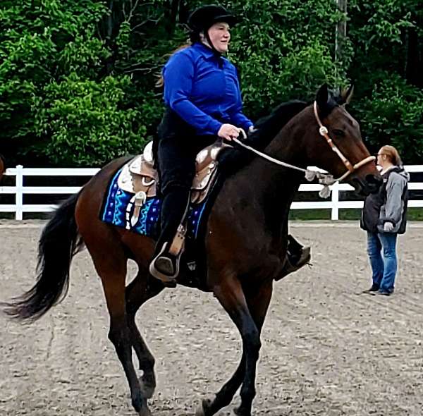 tennessee-walking-horse-youth-horse-equine-service