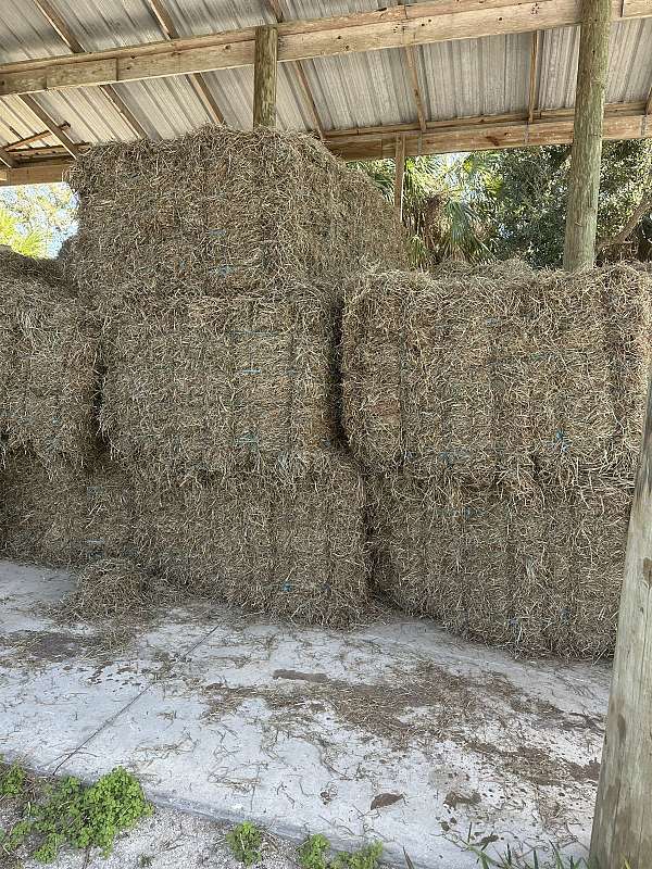 horse-feed-supply-in-florida