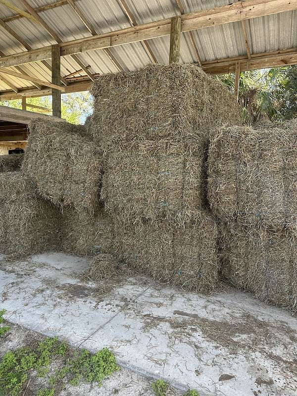 equine-feed-supply