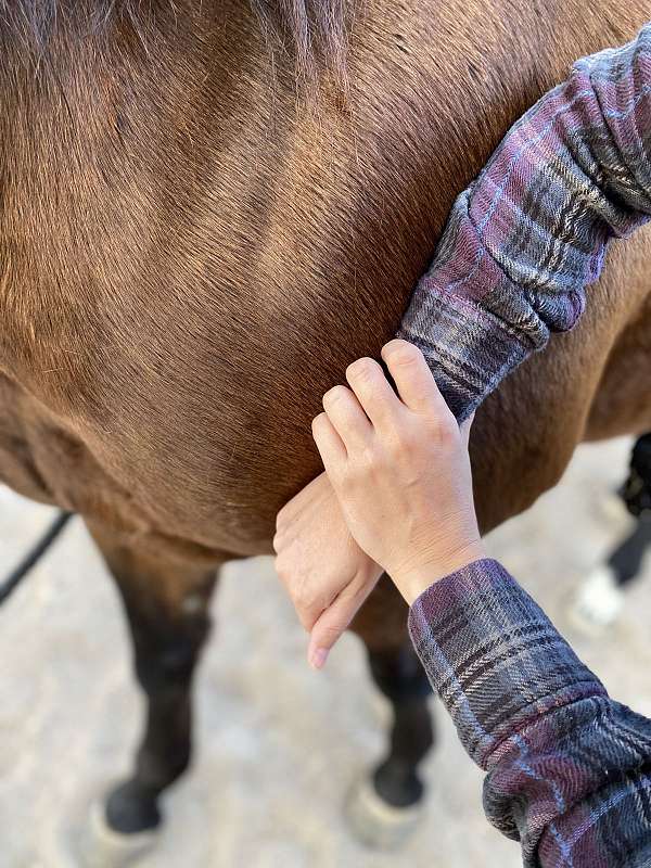 equine-massage-therapy
