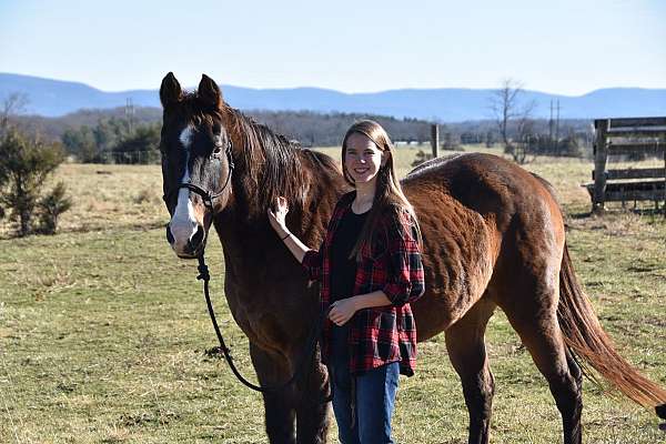 horse-care-sitters-in-fort-defiance-va