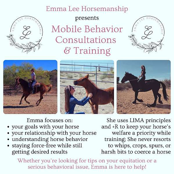 equine-trainers