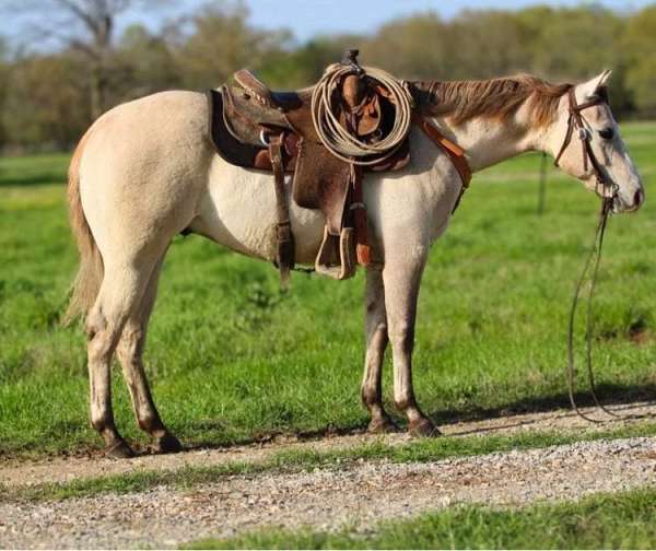 roping-horse-auctions