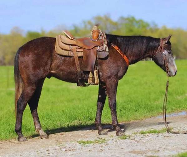 quarter-horse-equine-auctions