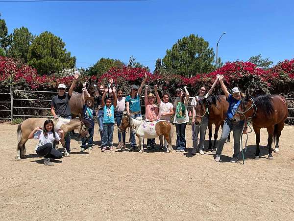 barrel-racing-horse-education