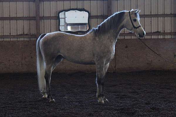 equine-transport