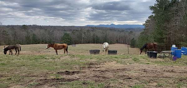 all-around-businesses-in-jasper-ga