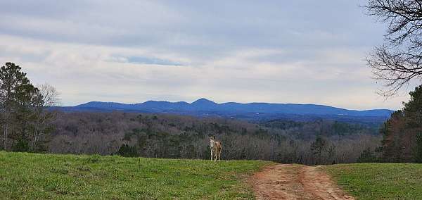 barrel-racing-businesses-in-jasper-ga