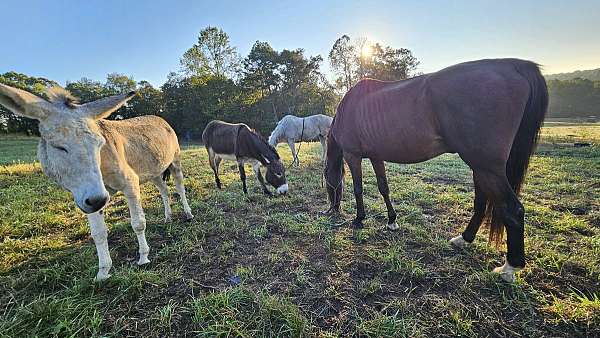 barrel-racing-businesses-in-jasper-ga