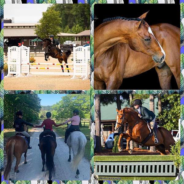 dressage-businesses-in-raeford-nc