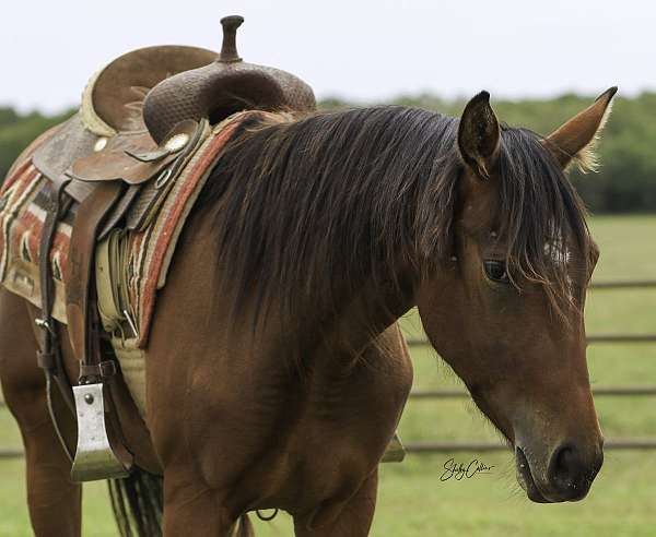 cutting-training-horse-equine-service