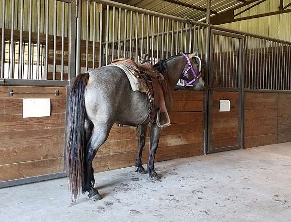 cutting-training-horse-trainers