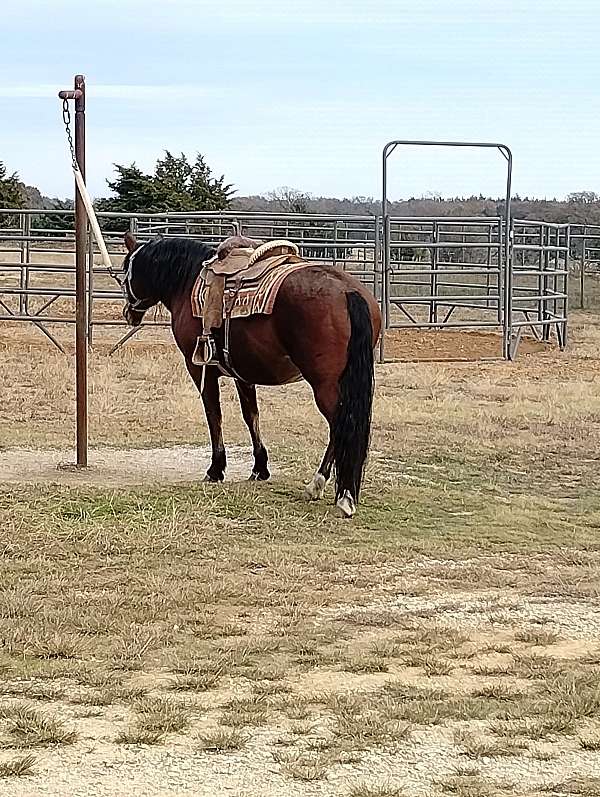 equine-trainers