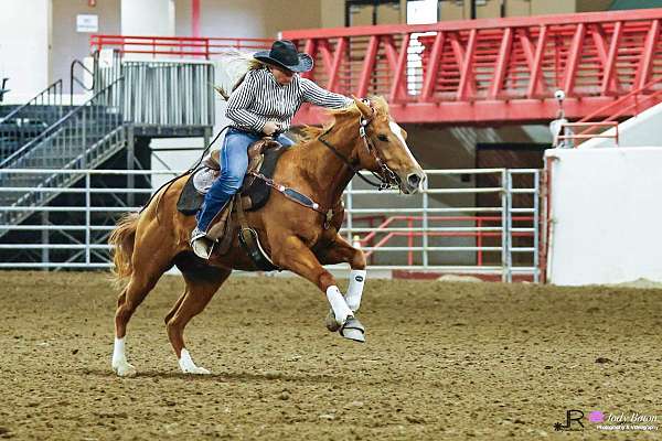 horse-trainers-in-arkansas