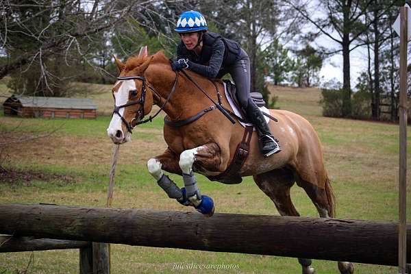 equine-boarding