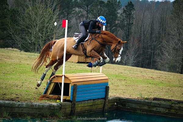 eventing-horse-equine-service