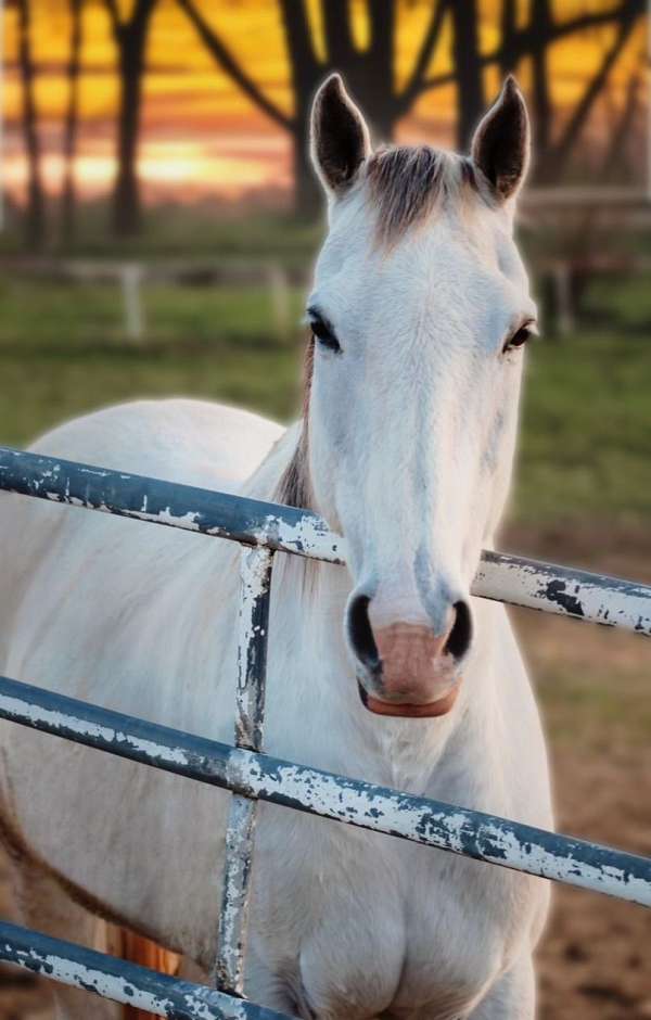 equine-boarding